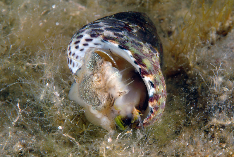 Monodonta turbinata